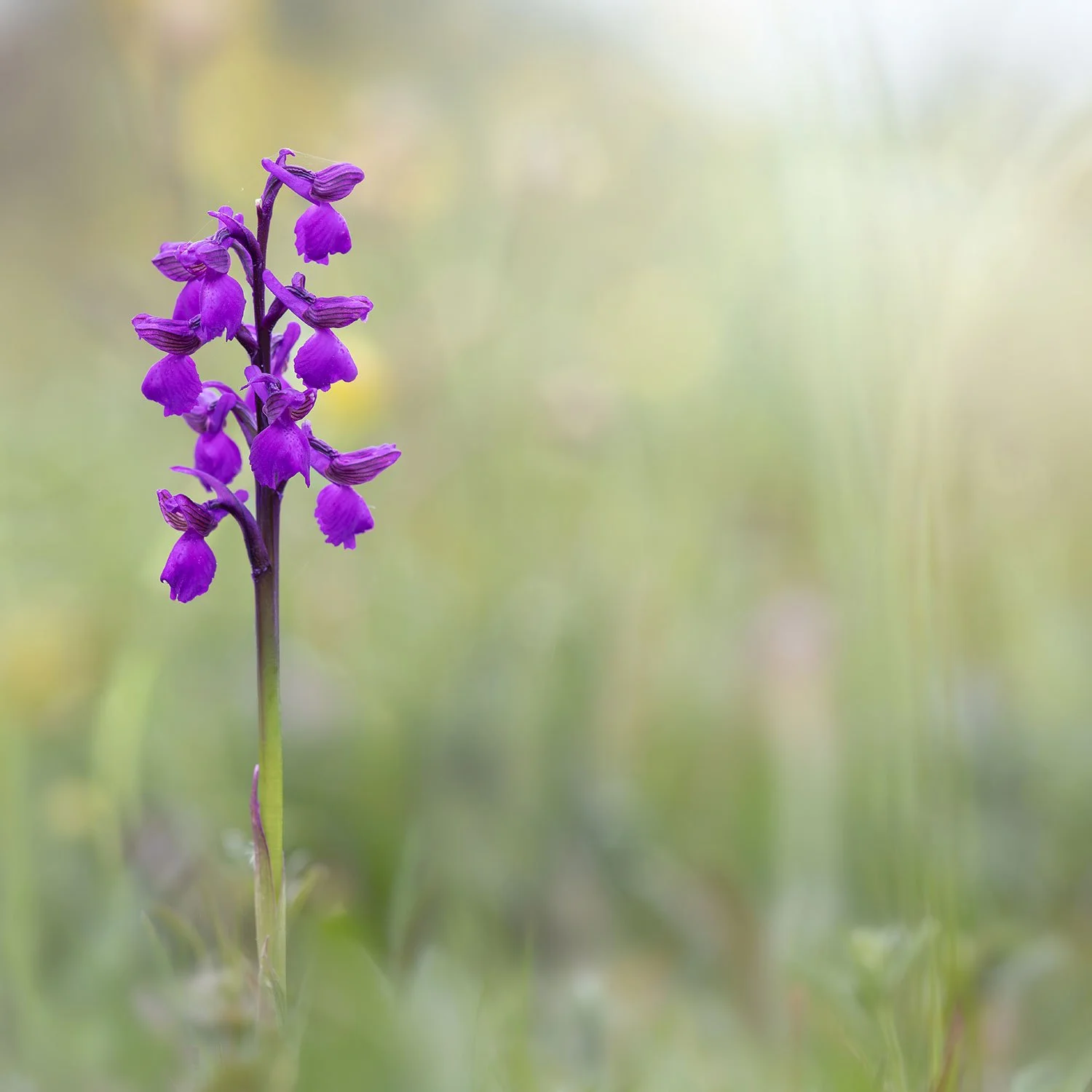 Winks_Meadow_6828.jpg