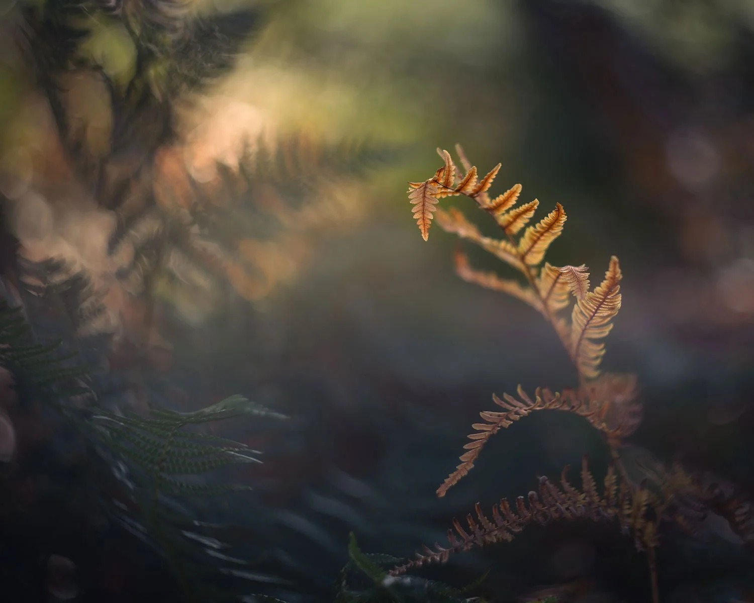 Hollesley_Bracken_Hellios_7472.jpg