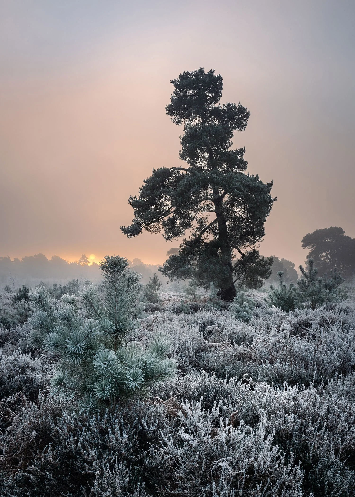 Winter on the heath
