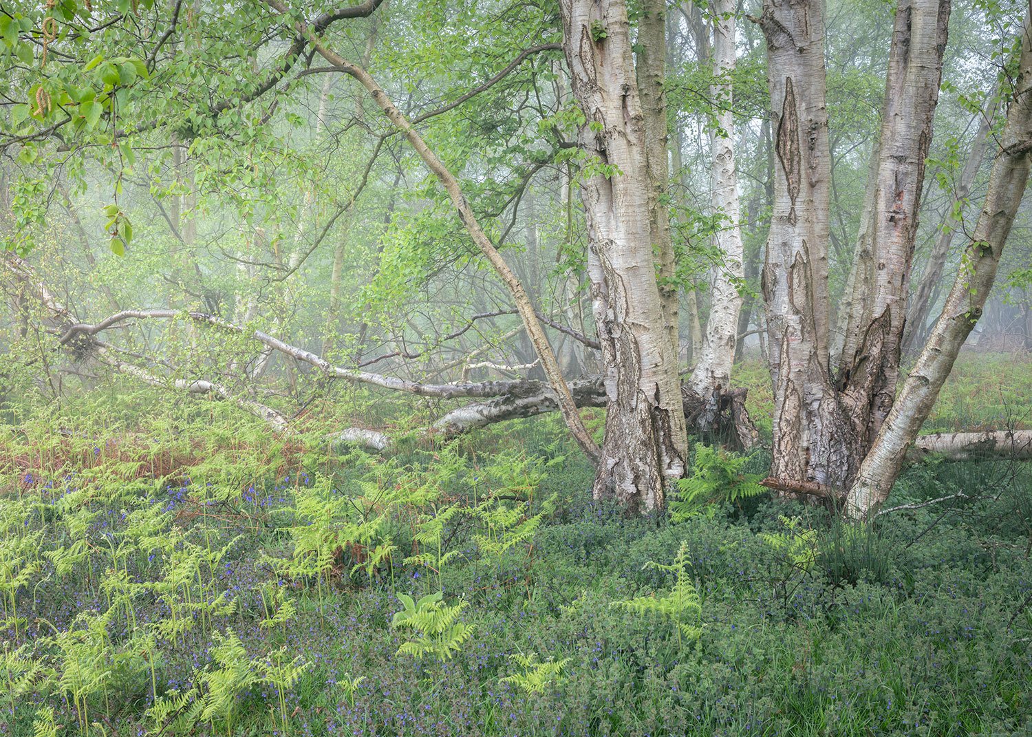 Springtime, Captains Wood