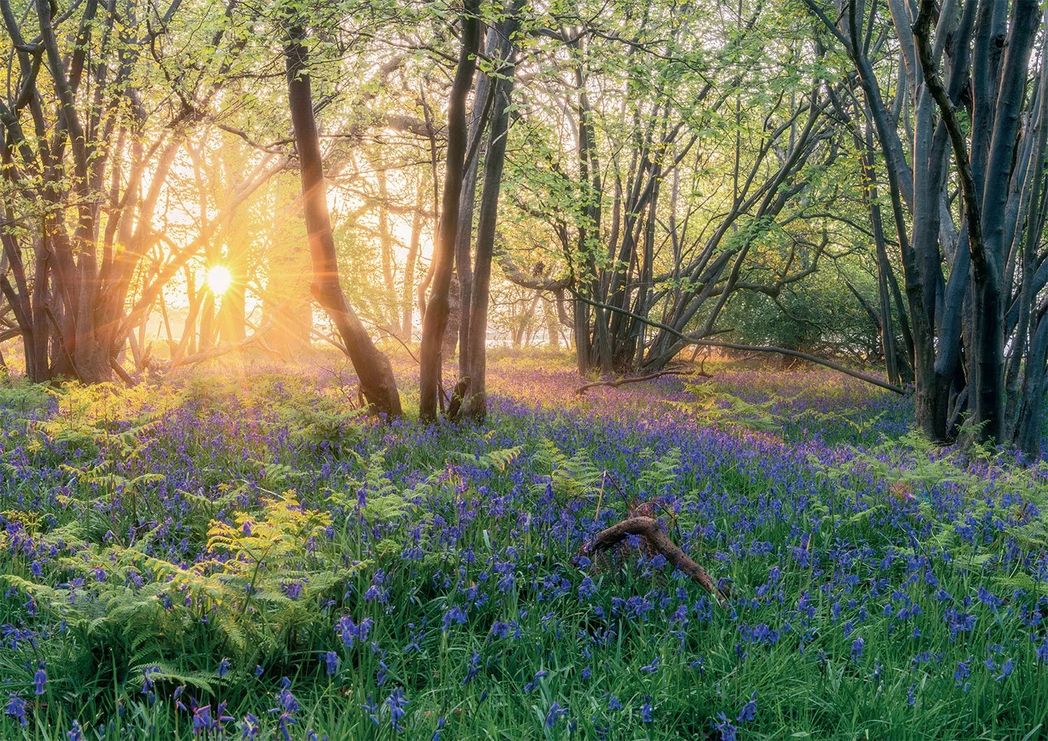 Spring Sunrise, Greetings Card