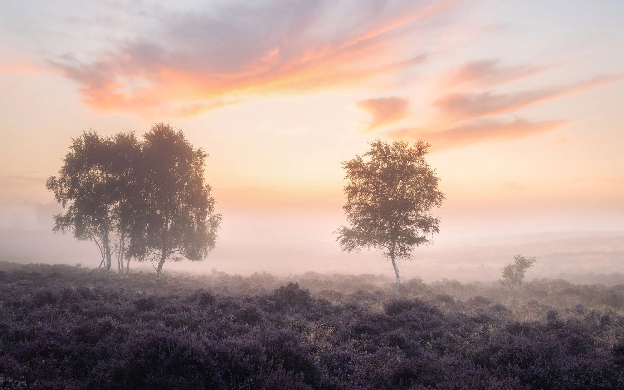 A peaceful landscape at sunrise with three trees in the background, purple heather in the foreground, and a colorful sky with orange and pink clouds.