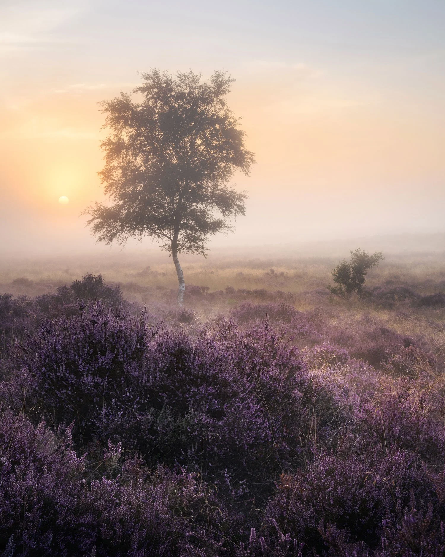 Sunrise, Westleton Heath 