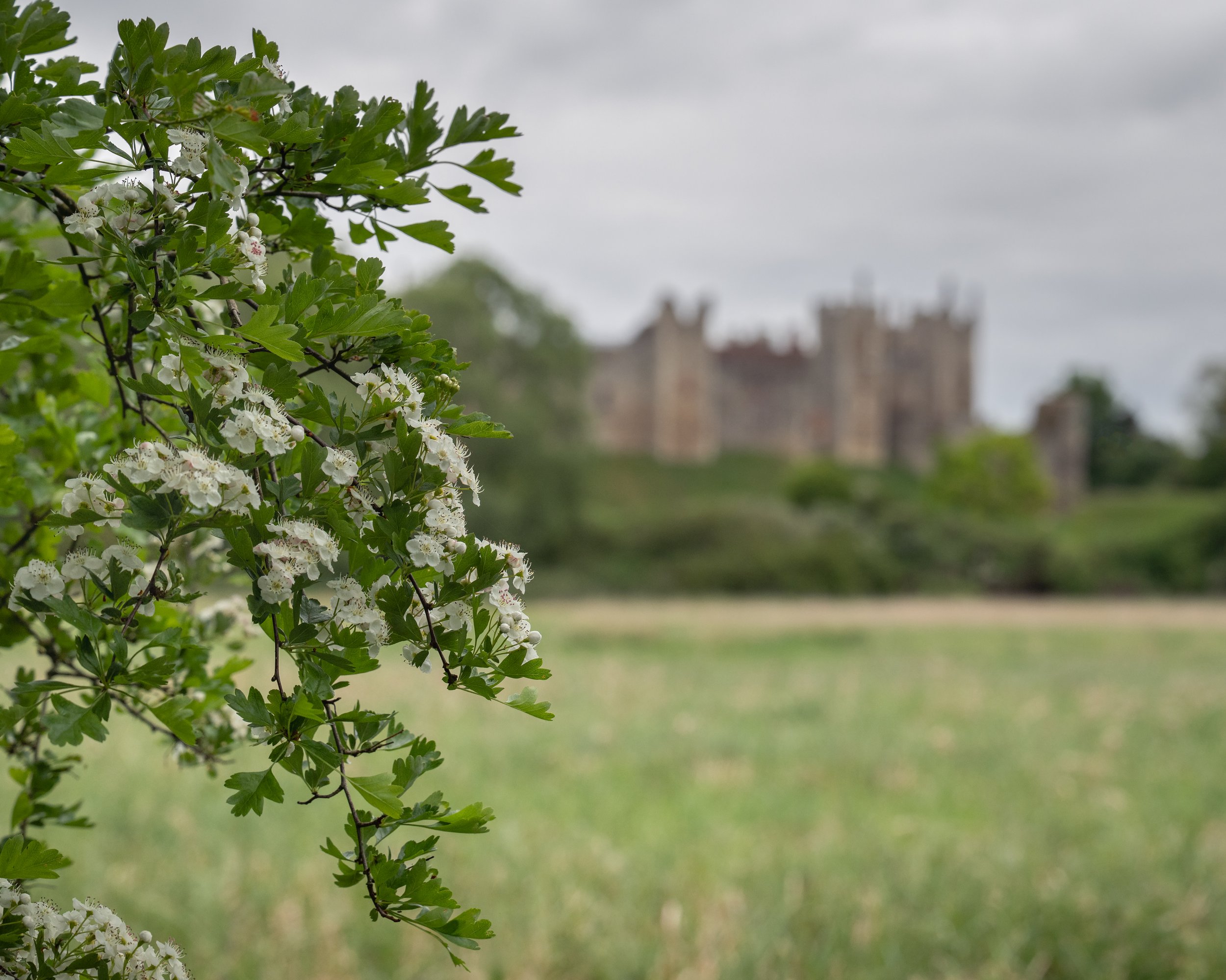Framlingham_6698.jpg