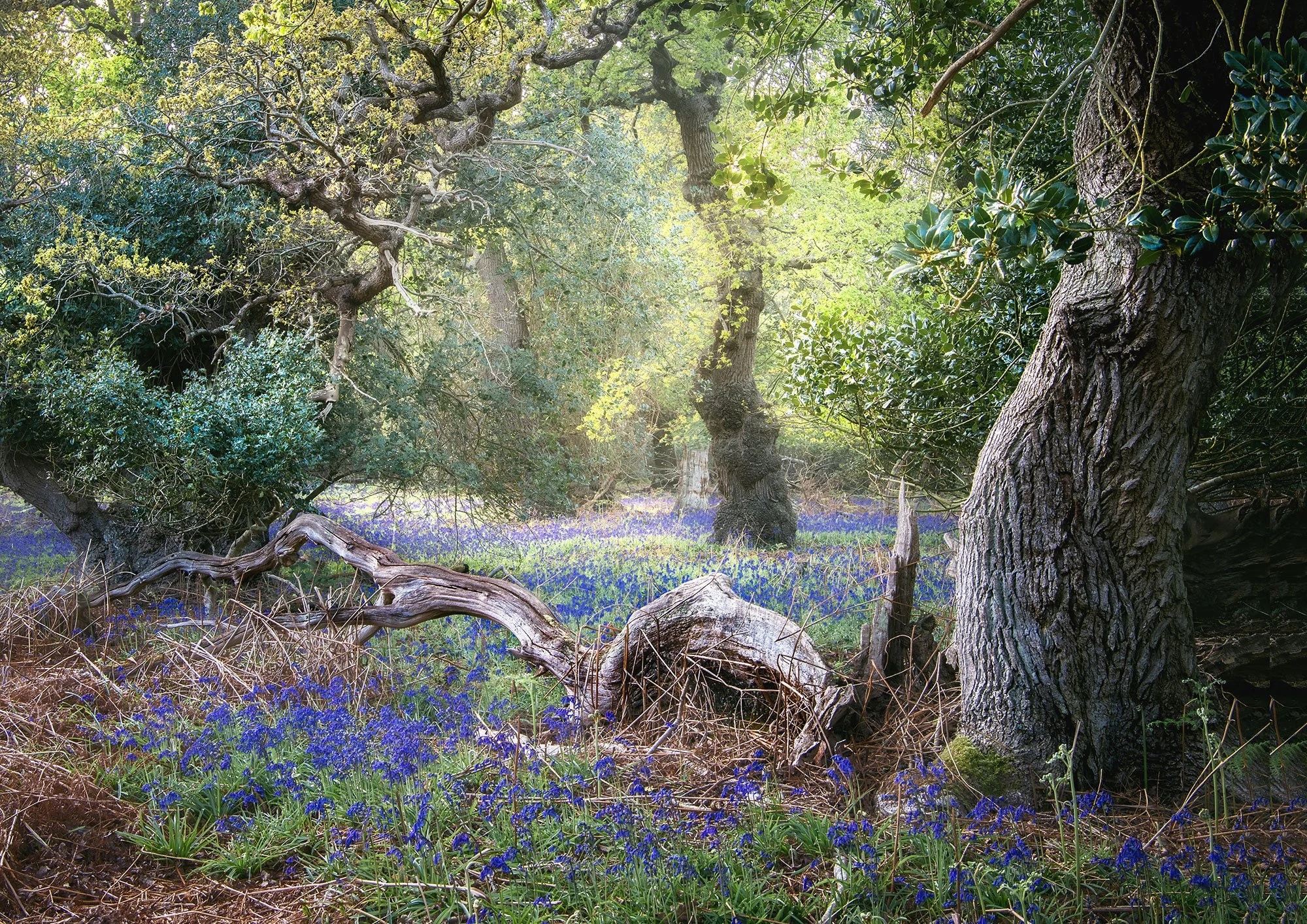 Ancient Woodlands in spring - 8th May