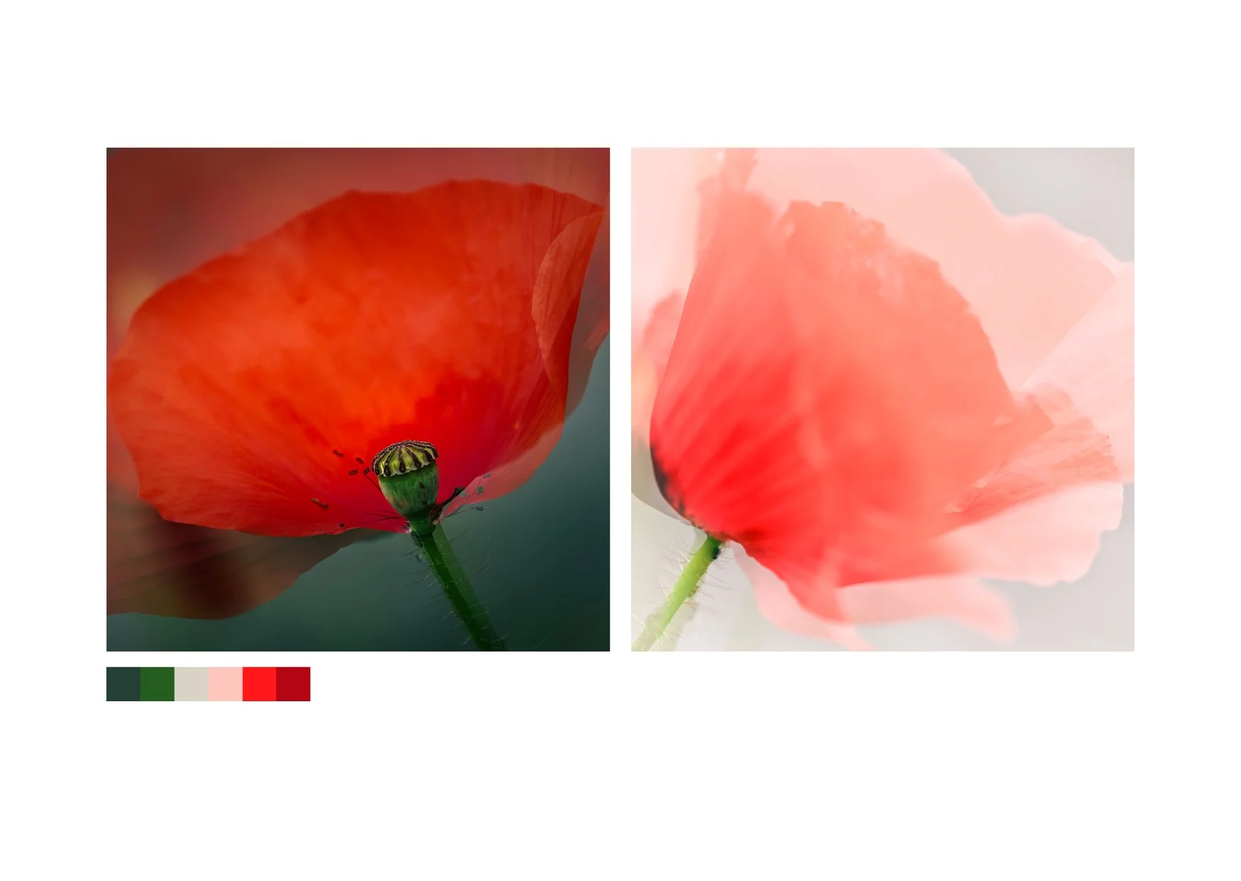 Poppies_Contrasts.jpg