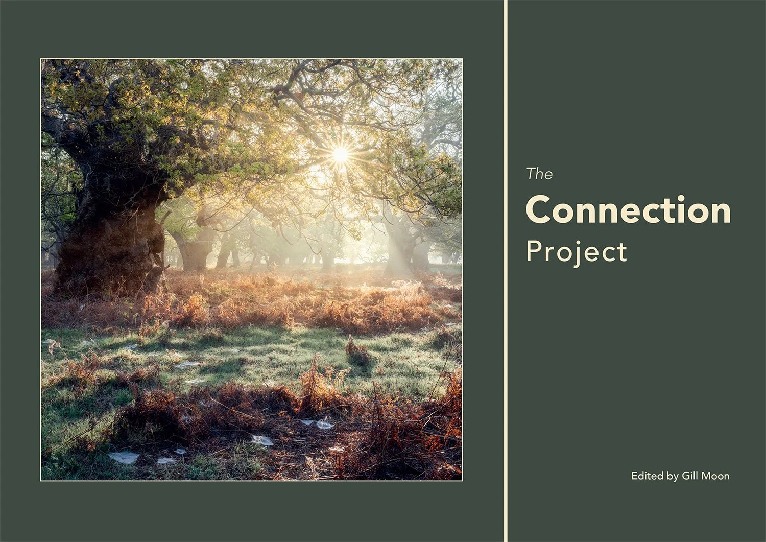 Sunlight shining through the branches of old trees in a peaceful, foggy forest with green grass and fallen leaves.