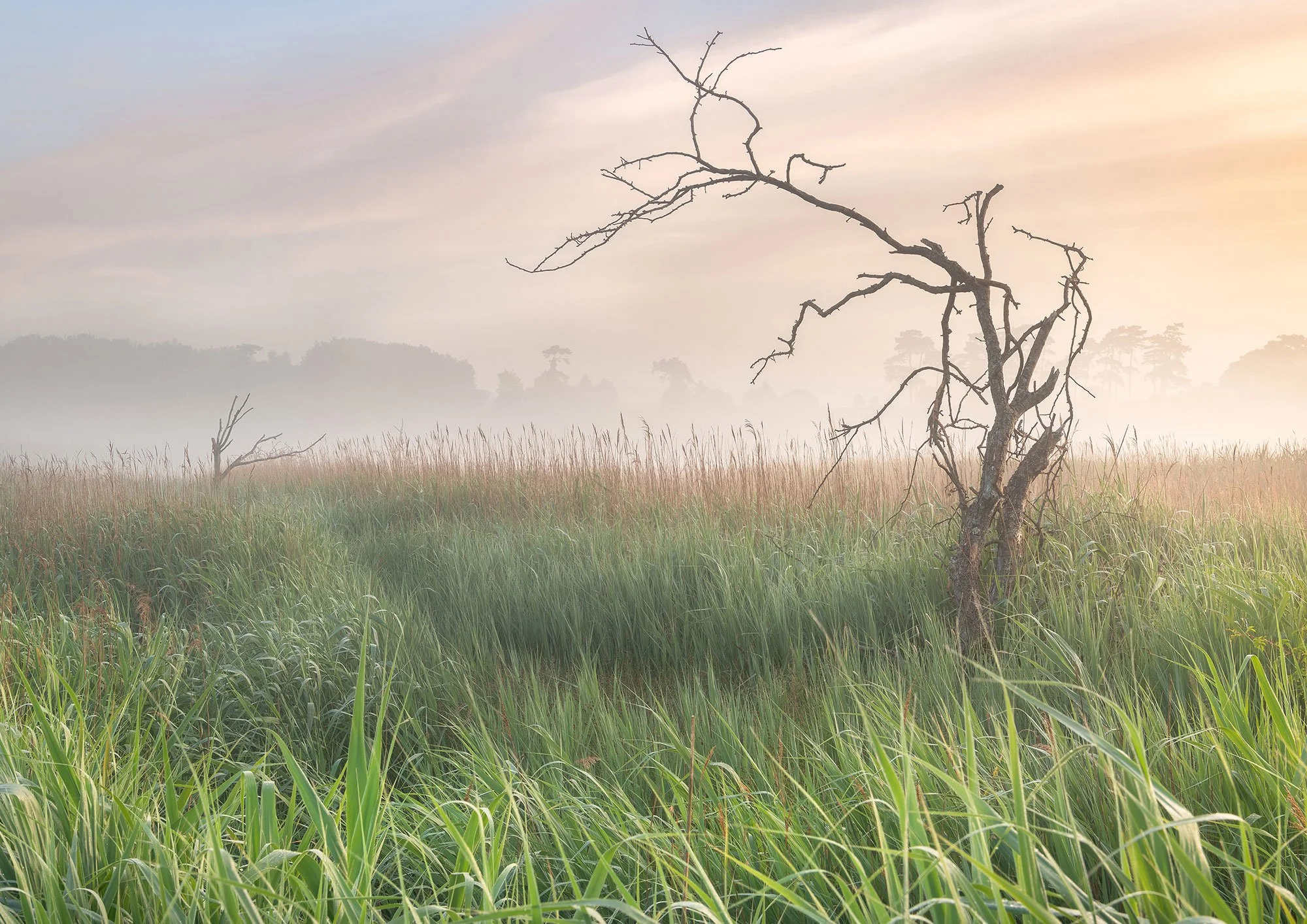 Connections, Ramsholt Marsh