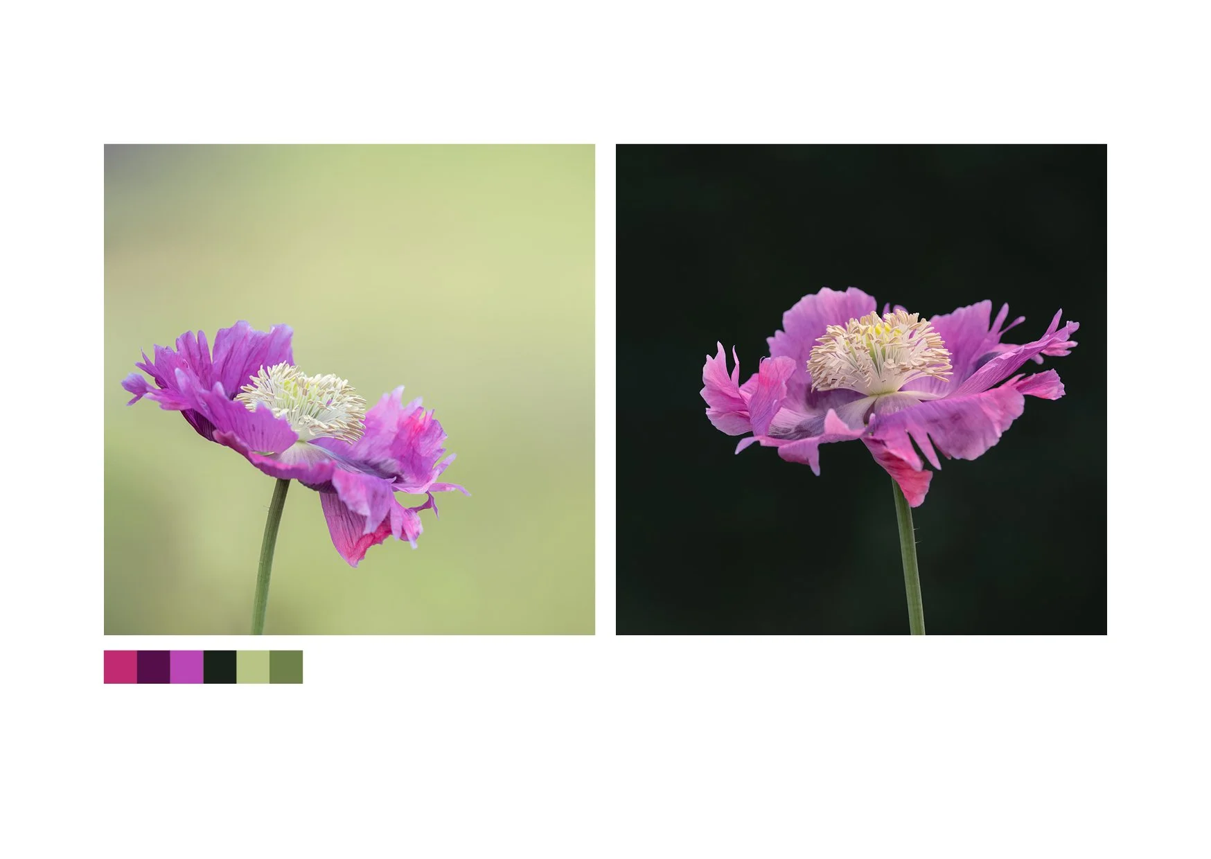 Poppies_Contrasts2.jpg