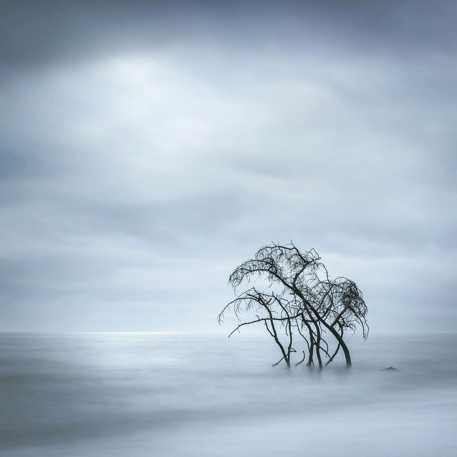 The trees in the Sea