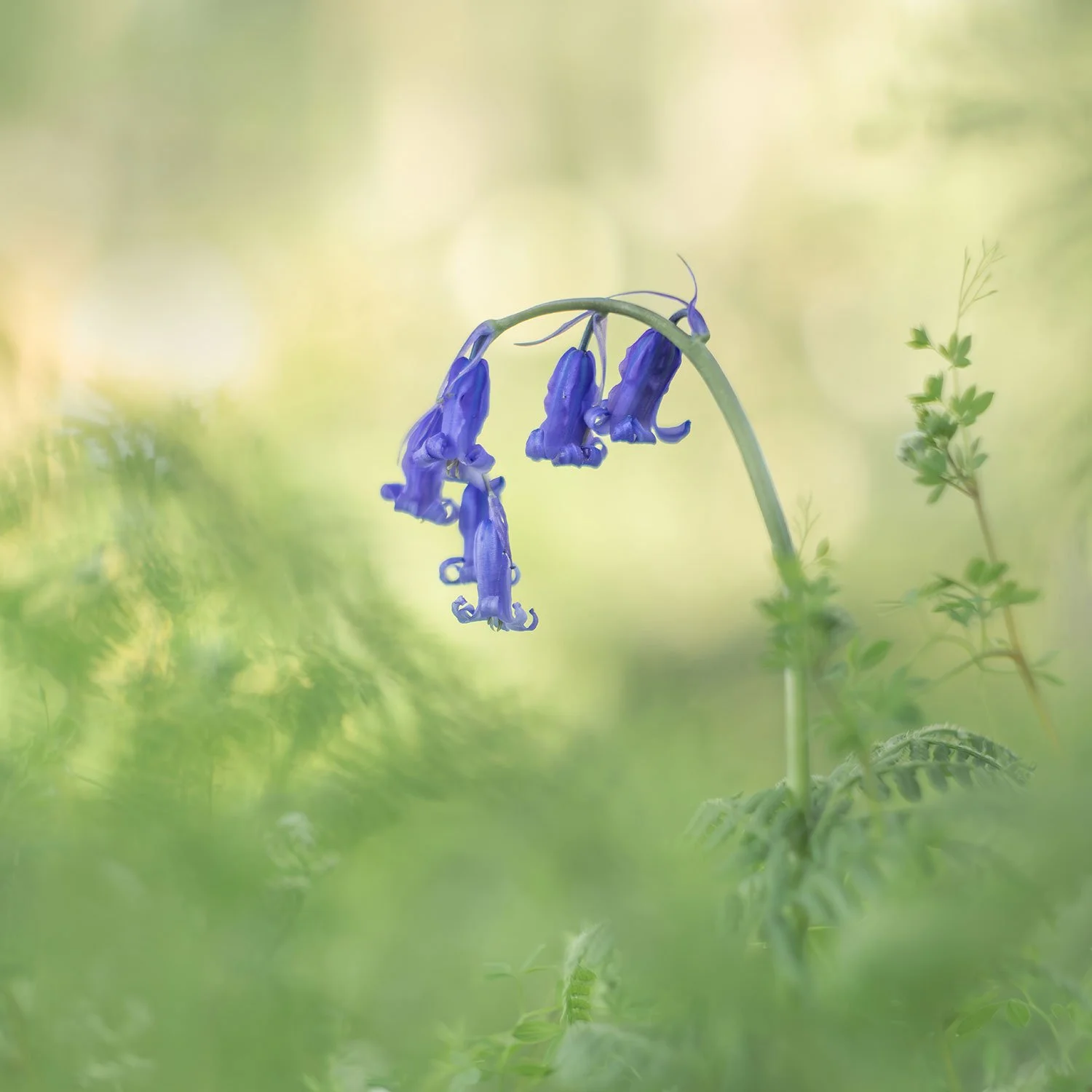 Hellios_Bluebells_0893.jpg