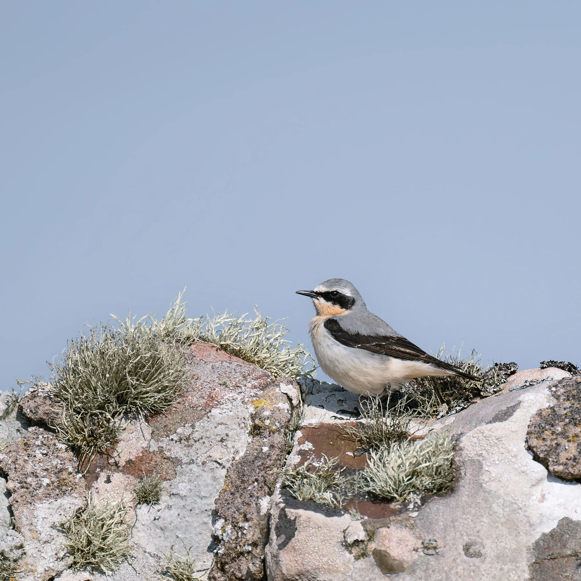 Stoer_Wheatear_4481.jpg
