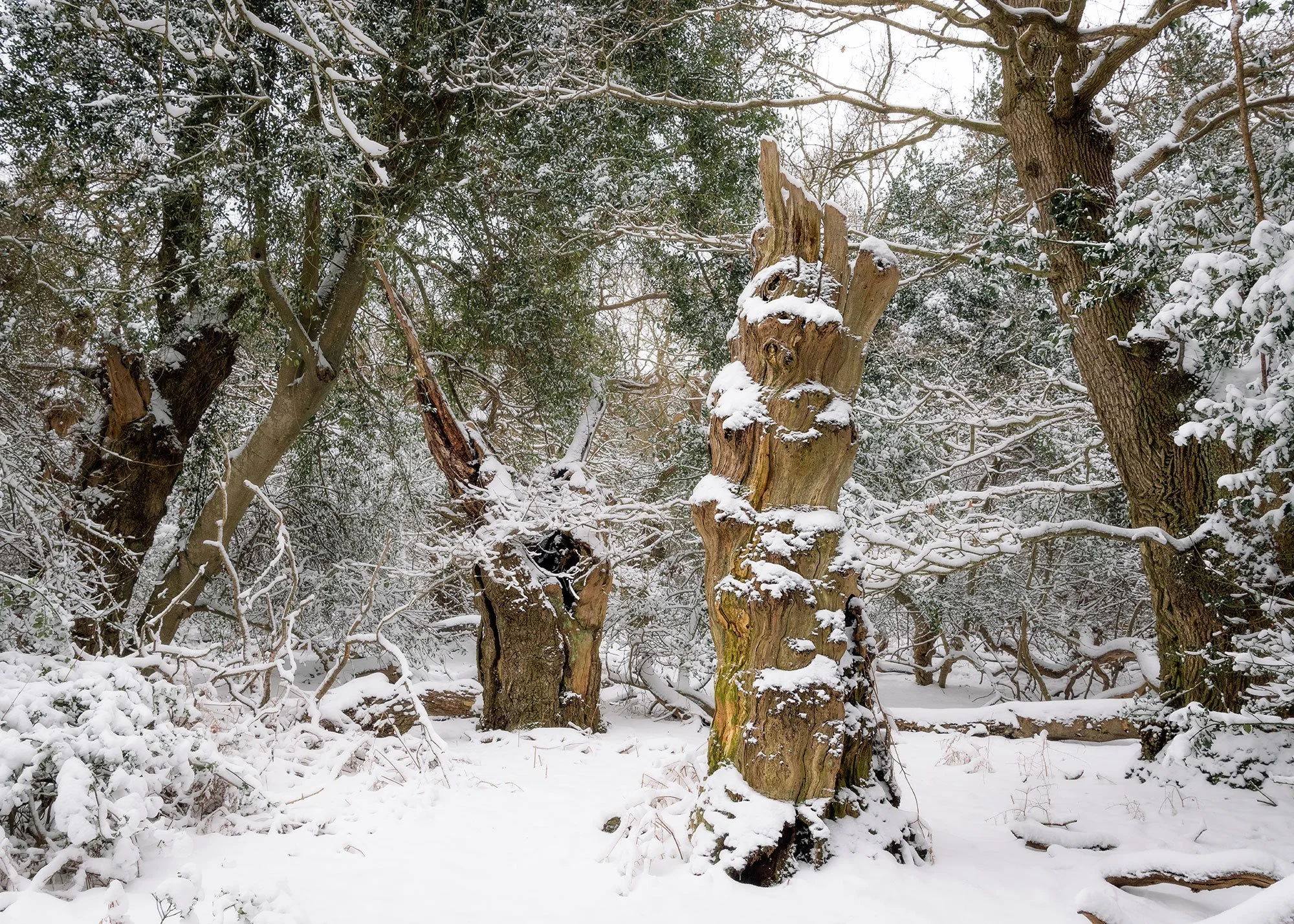 Winter woodland 02
