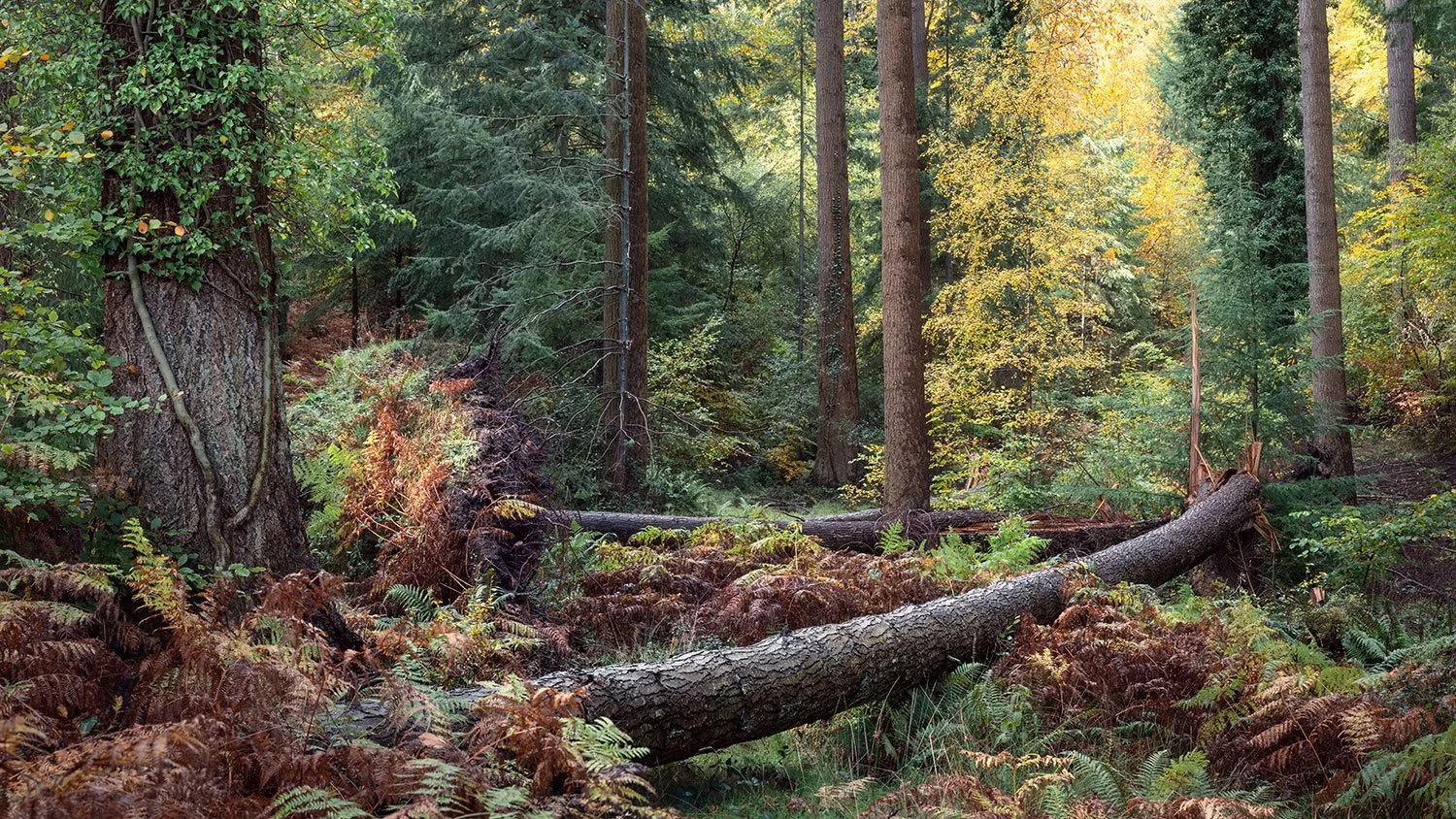 Fallen, Horner Woods