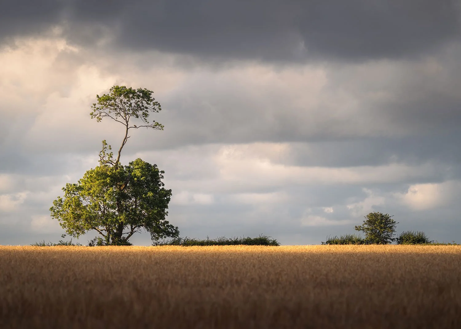 Evening Light over a Norfolk field