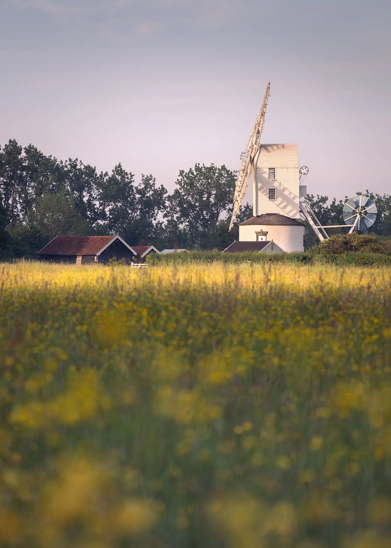 Buttercups at Saxtead Mill
