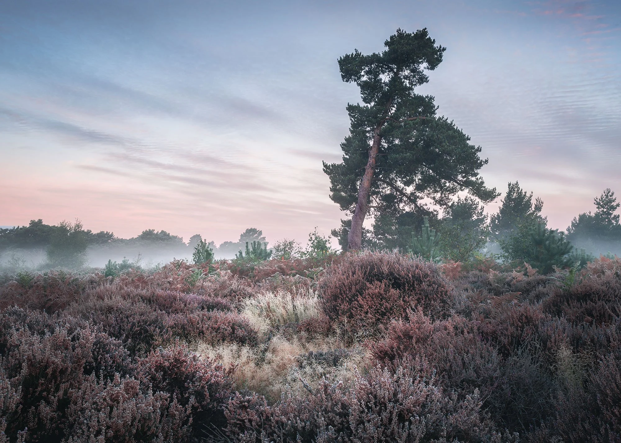 Dawn, Hollesley Common