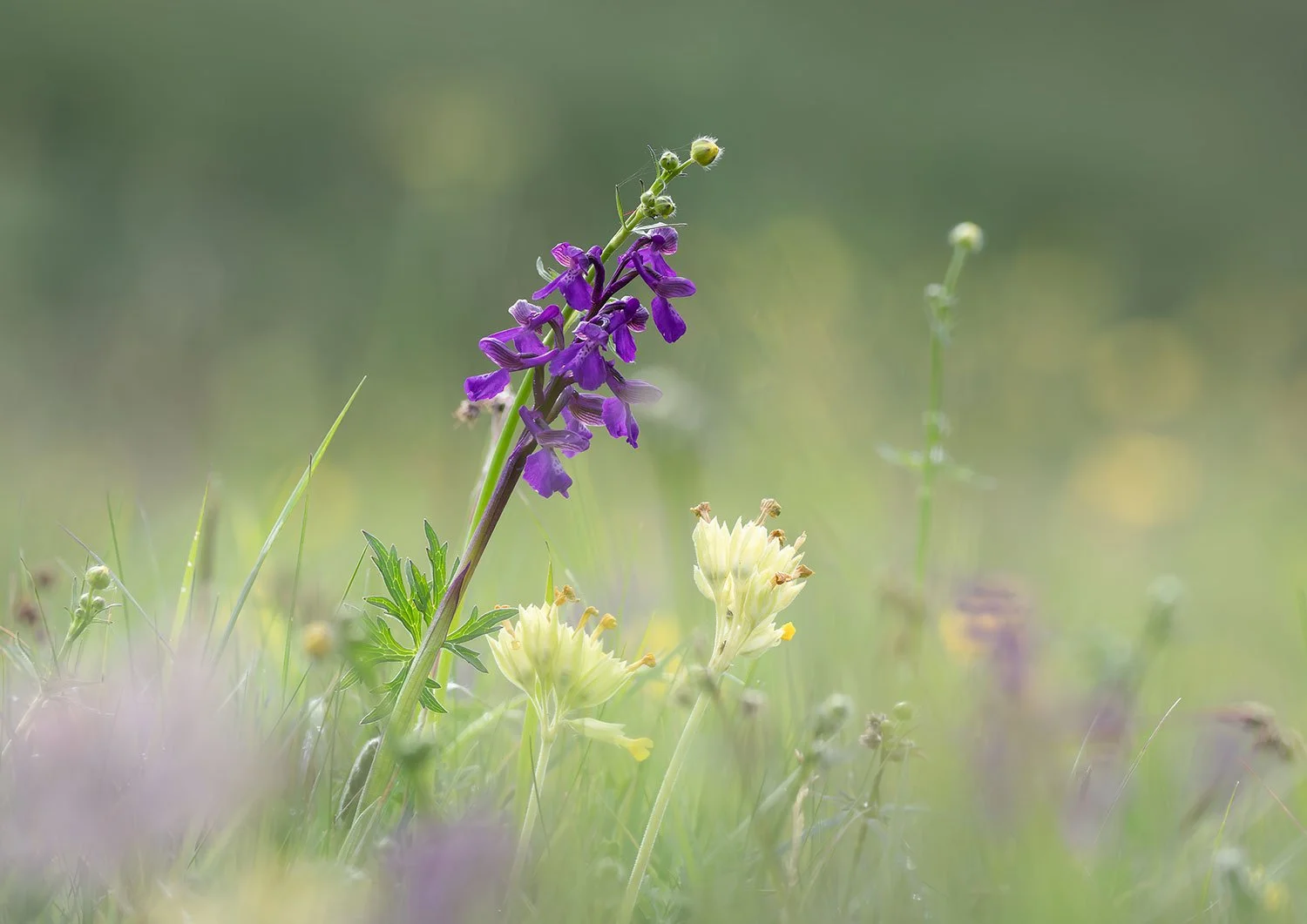 Flower Photography at Winks Meadow - 2 hr Mini Workshop 6th May 2027