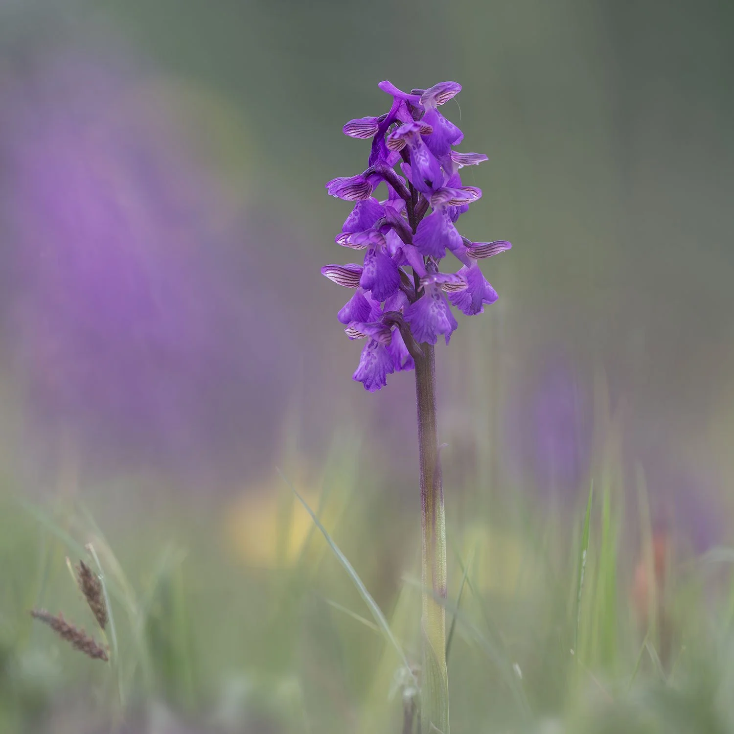 Winks_Meadow_6816.jpg
