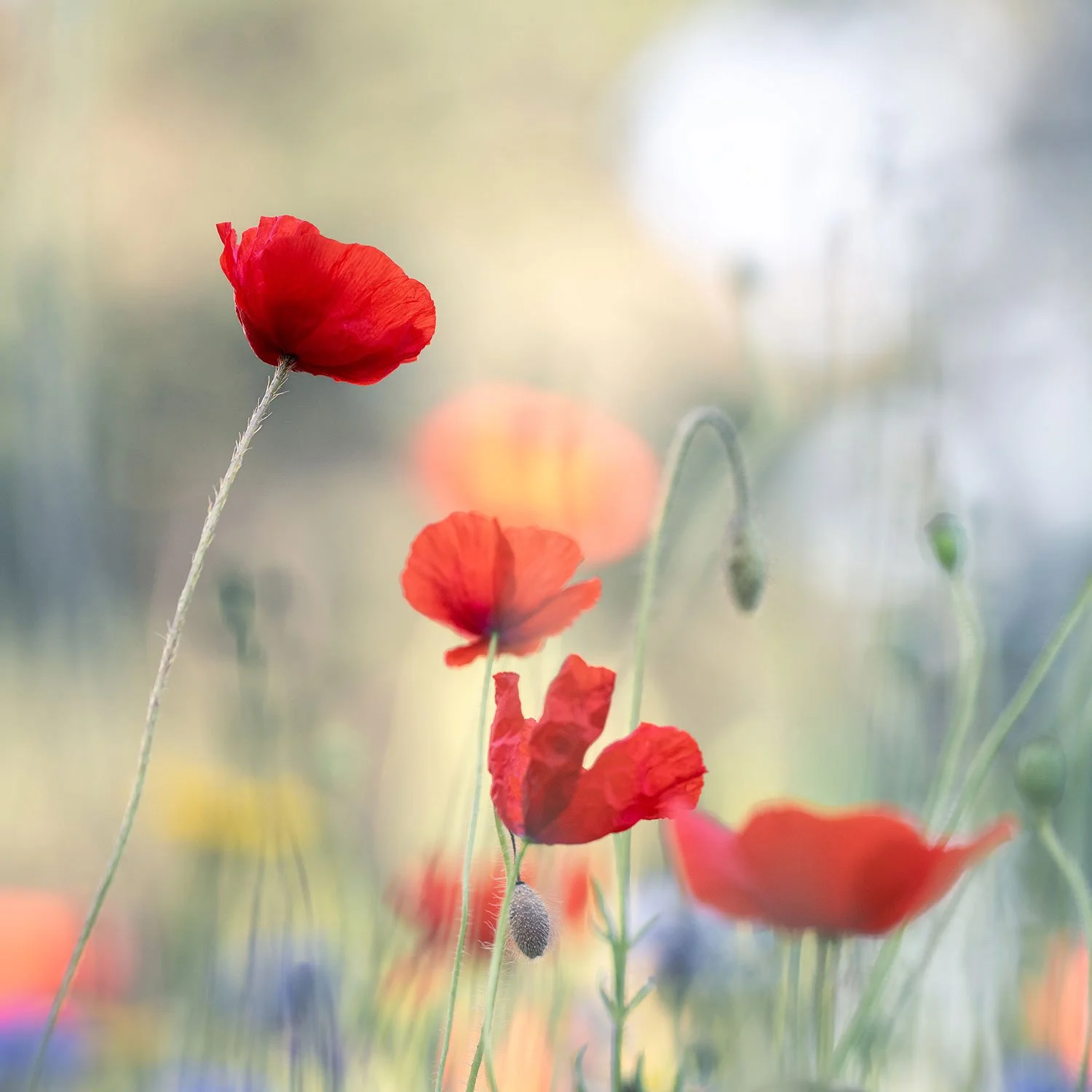 The colours of summer 04