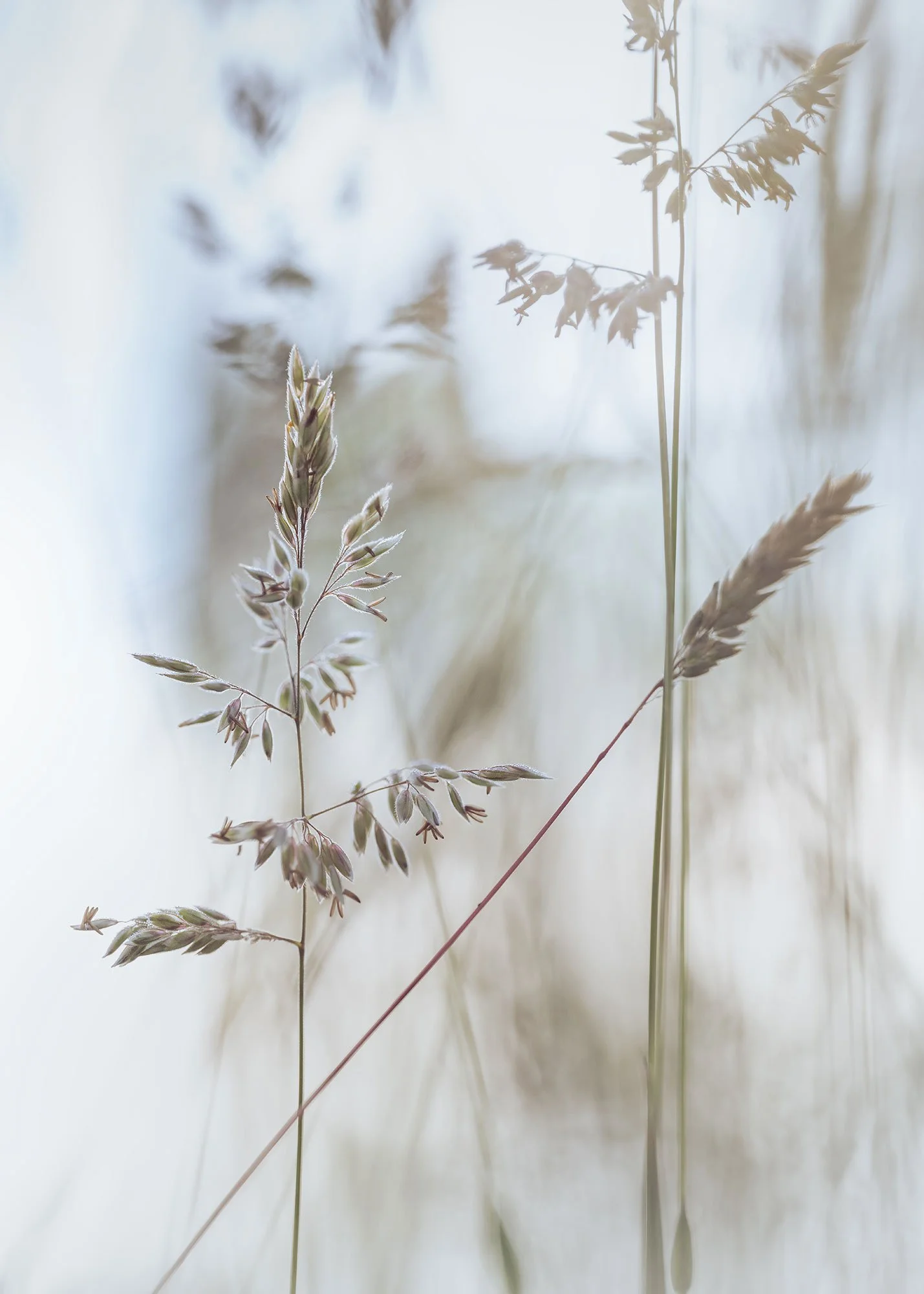 Grasses_5140.jpg