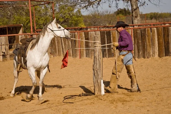Horse Training/ Horse Exercise