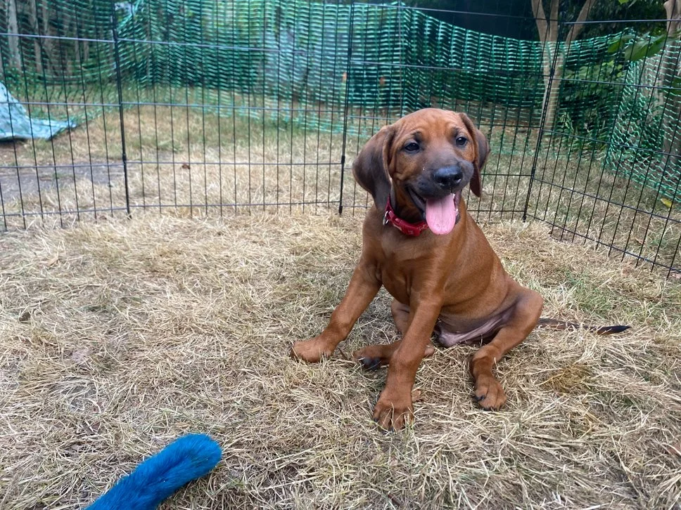 Dog walker providing a puppy drop-in visit in St Albans