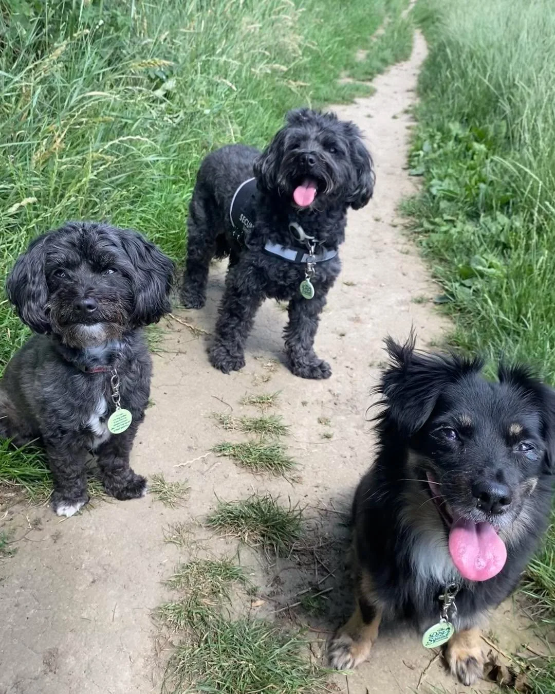 Back to sharing what we get up to. Meet some of the squad - some familiar faces, some new ones, all completely adorable 🥰 

Pet Care in St Albans and Harpenden. Solo walks, small group walks and drop-ins. Group walk spots available - DM us or find o