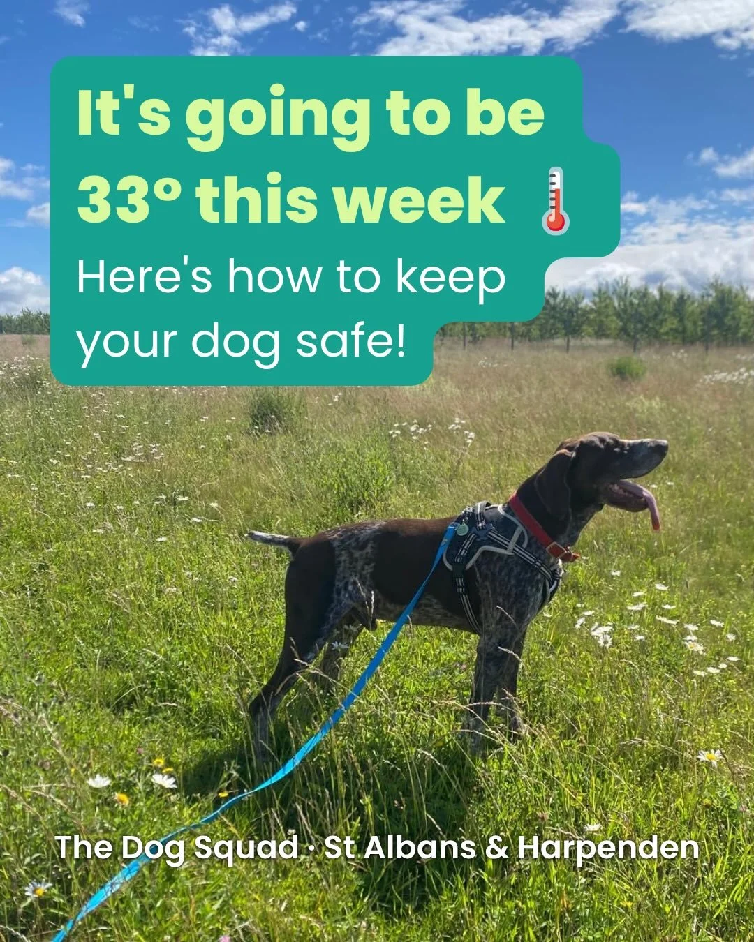 ⚠️ It will be 33&deg; for much of this week, by 7am Wednesday (24 June) it will already have hit 24&deg;! 🌡️

Here is some useful advice from RSPCA and DogsTrust that can help keep your dog safe in this heat! 

Our advice in a heatwave would always 