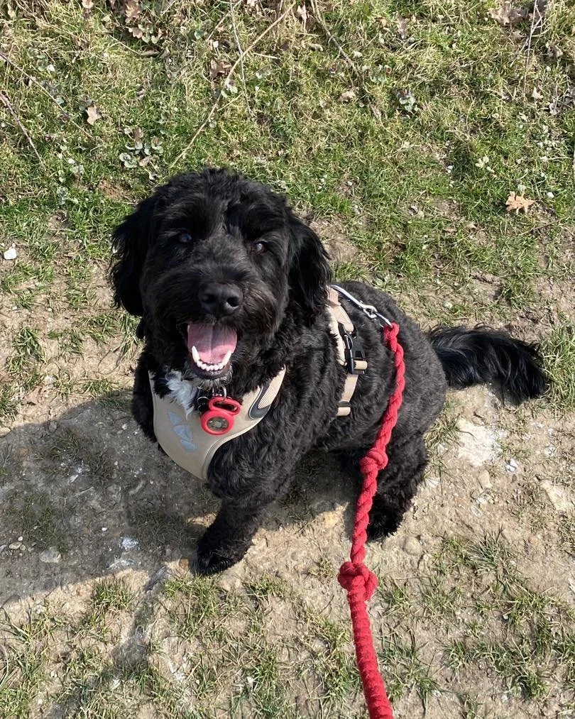 Lunchtime walks in Hertfordshire with this legend. Fresh air, sniff breaks and a very happy dog 💚

#dogwalkeruk #dogsofstalbans #dogwalking #harpendendogs #dogwalkerstalbans