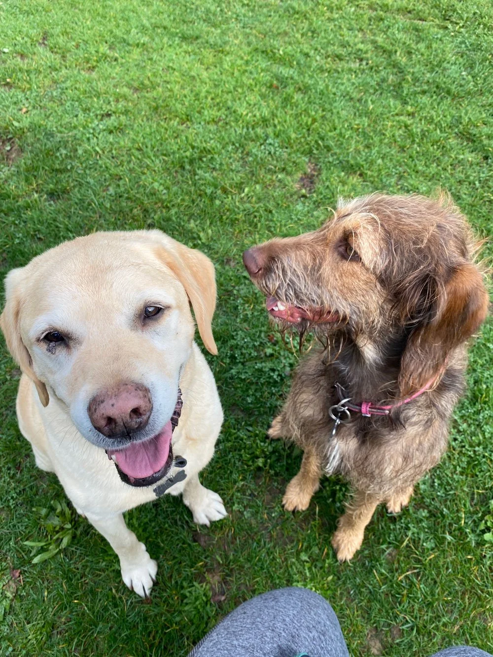 Group dog walk Redbourn countryside