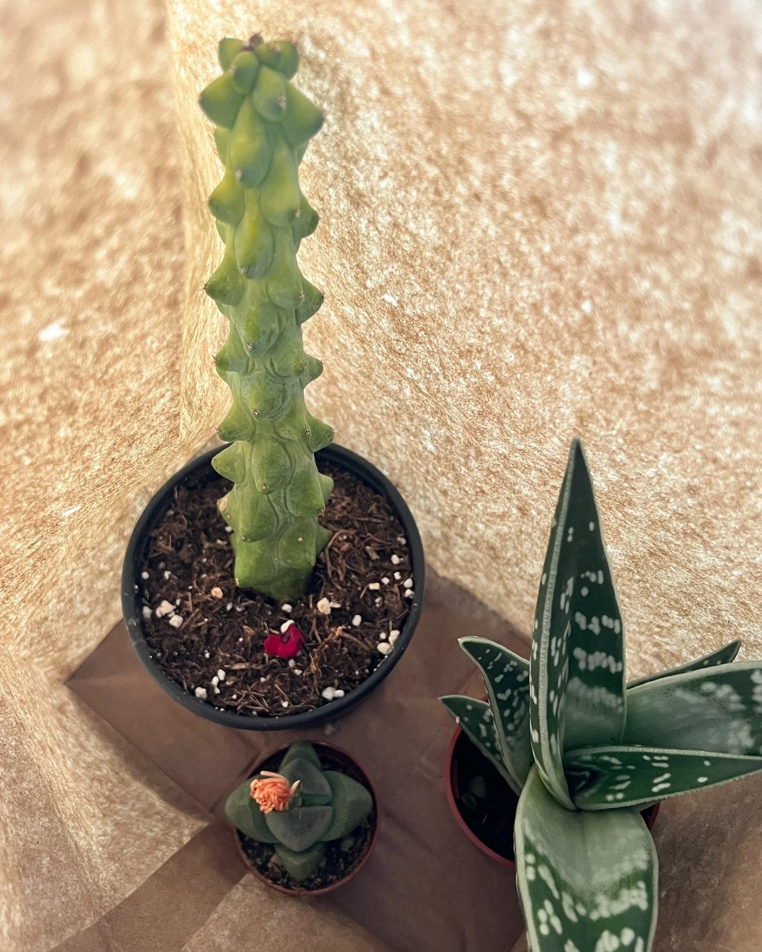 Some Friday fun.... because every IBCLC needs a boobie cactus in their life 🌵💜🌿

The newest addition to Emily's collection - fit for a boobie master! 👐

Found at @larrysnursery in Riverside 📍