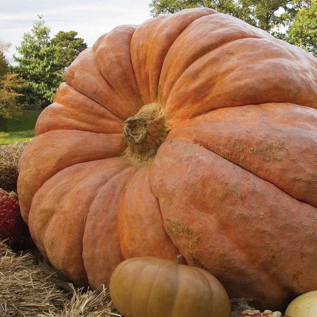 Giant Pumpkin