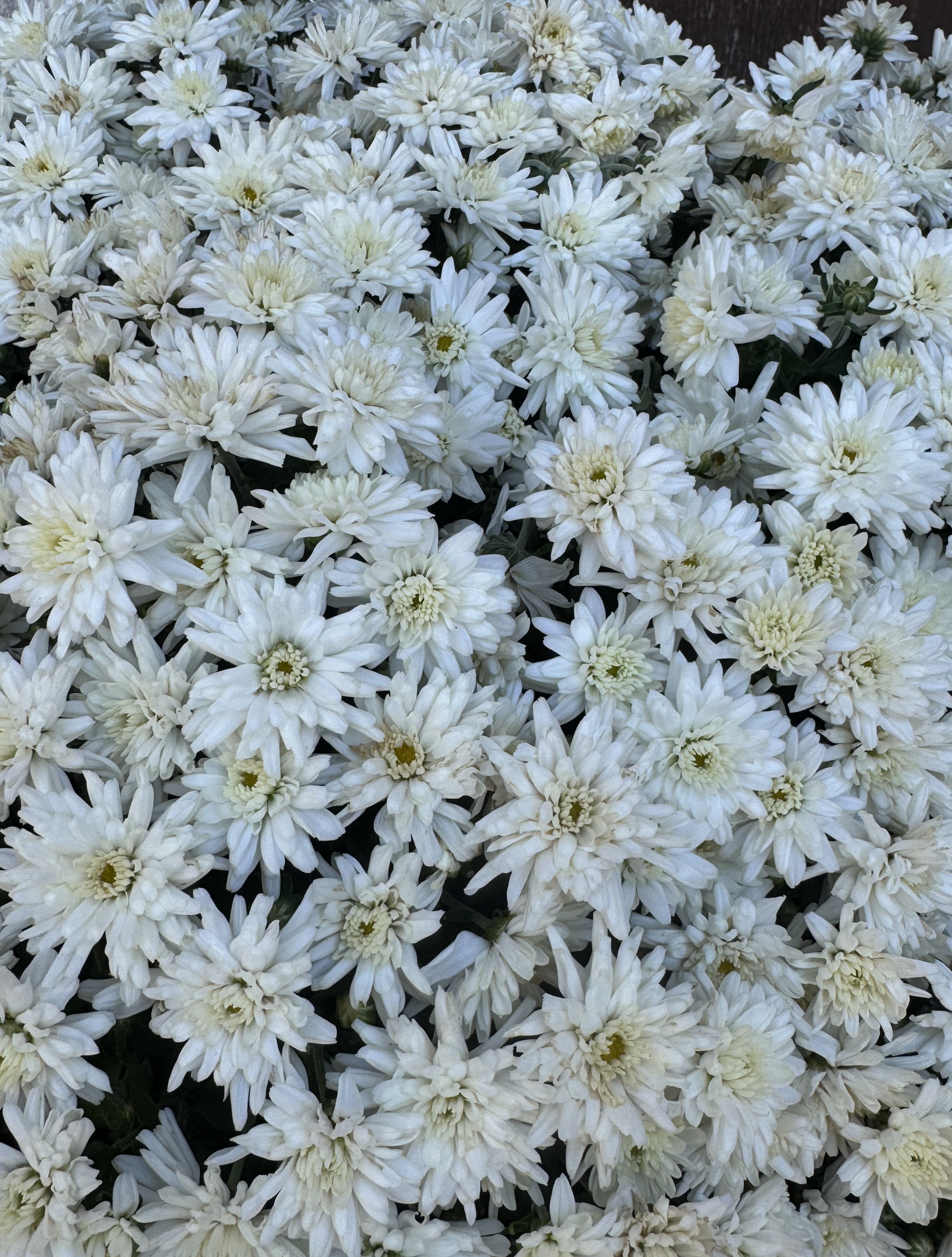 Screenshot 2025-09-26 at 3.23.41 PM.png