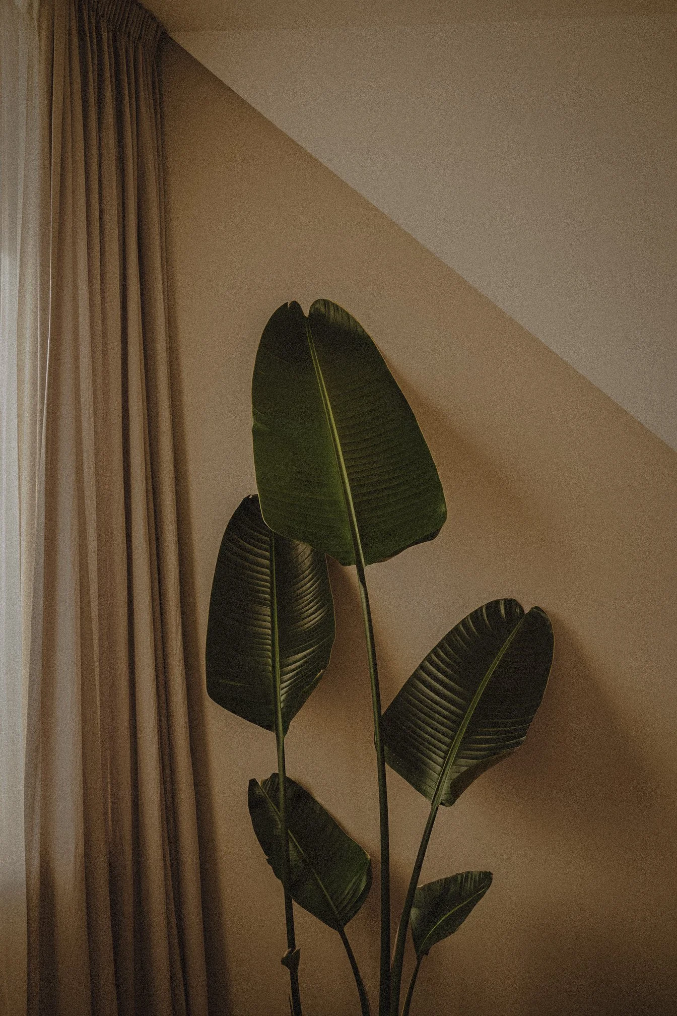 Indoor houseplant, likely a banana plant, with large dark green leaves, situated near beige curtains on the left side of the image, against a plain wall with a sloped ceiling.