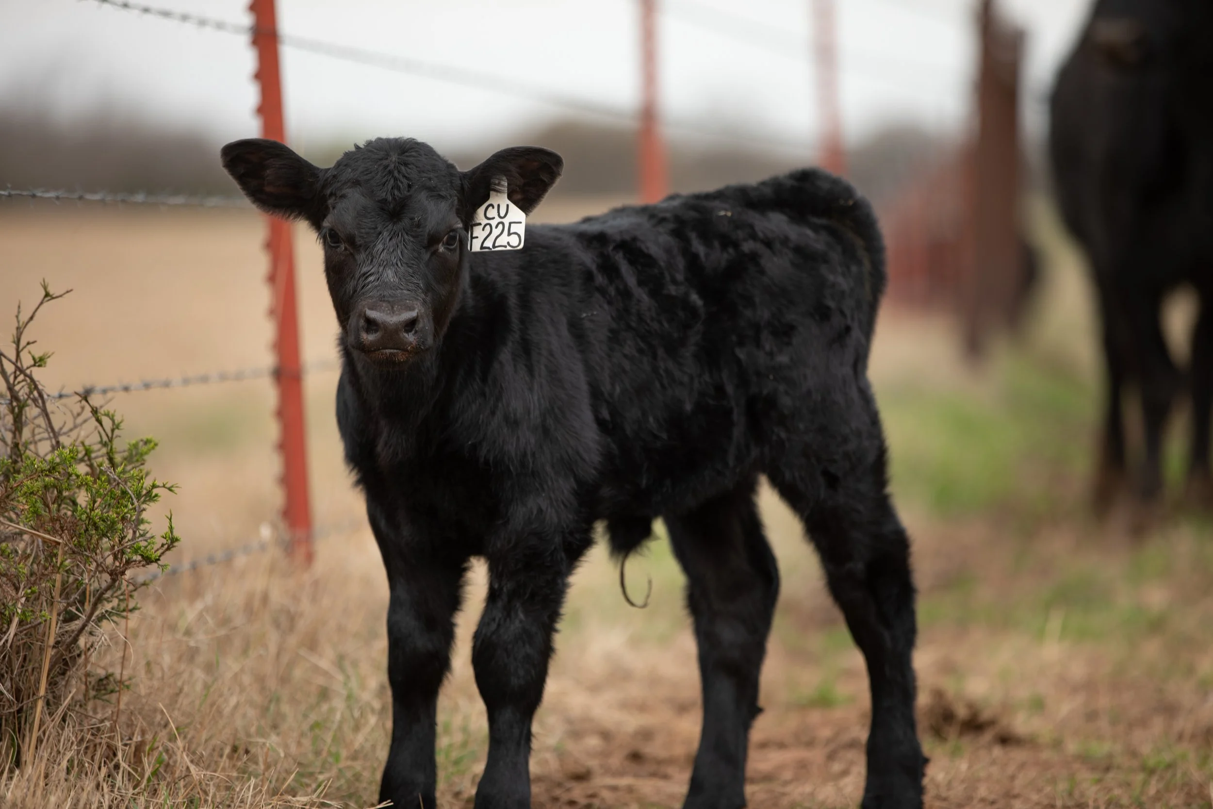 Effects of Weaning Method on Postweaning Performance by Early Weaned Beef Calves