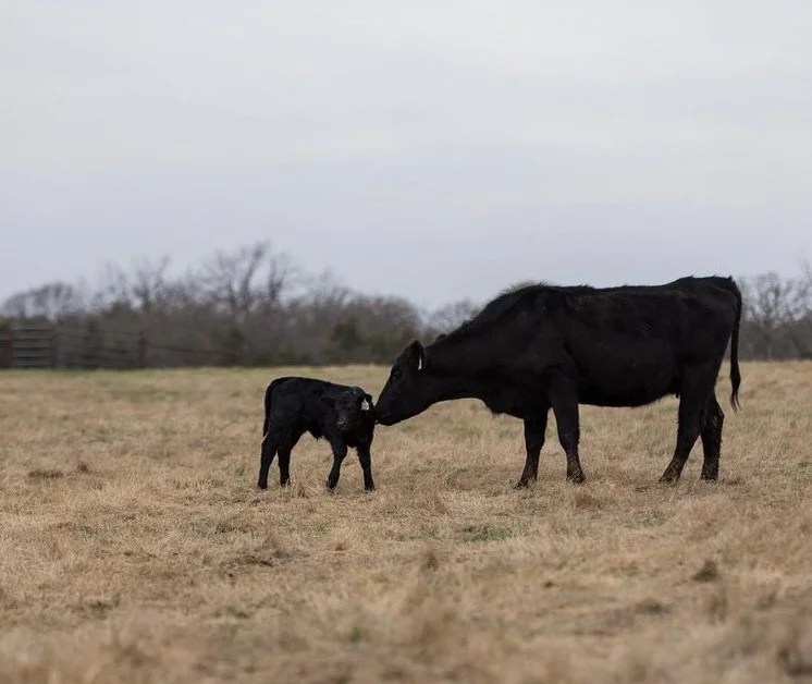 The Effect of Injectable Vitamin C and Long-Haul Transport Stress in Beef Steer Calves