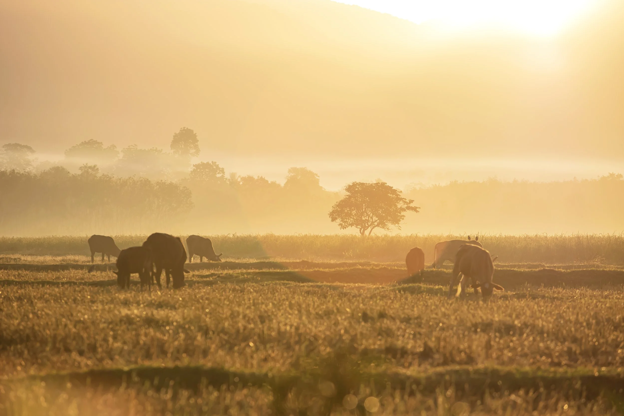 Effects of a Transitional Supplement on Beef Heifers Grazing Wheat Pasture