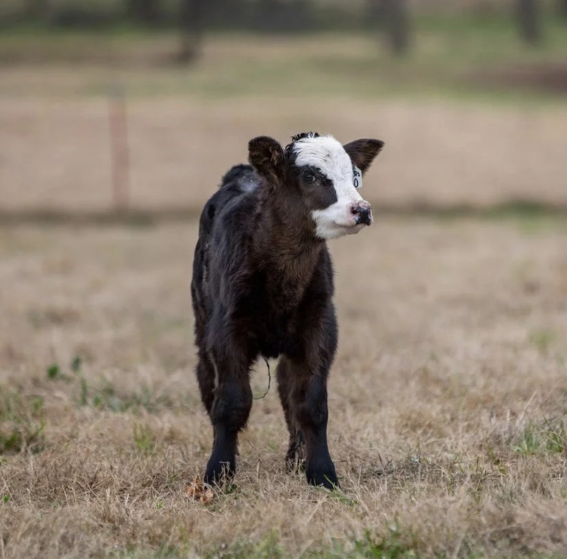 Prepare Your Ranch for Fall Calving Season