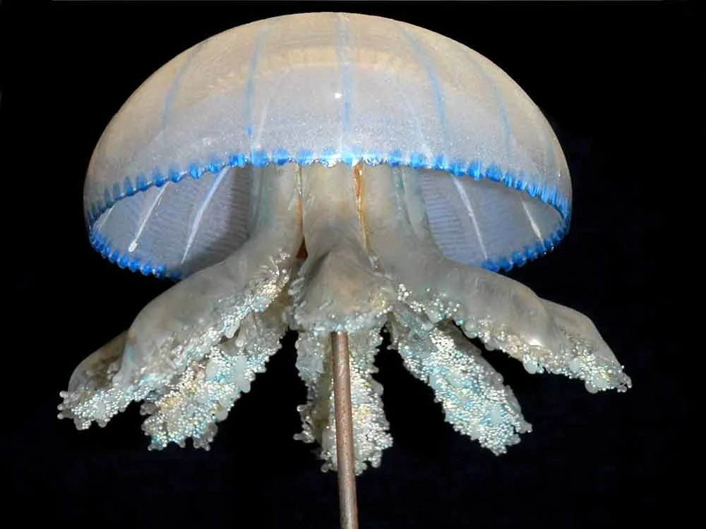 A mounted jellyfish with a translucent bell and hanging tentacles against a black background.
