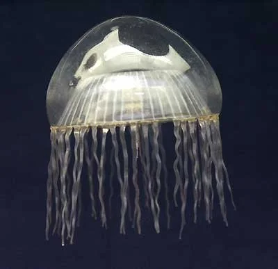 A transparent jellyfish with long, flowing tentacles swimming against a dark background.