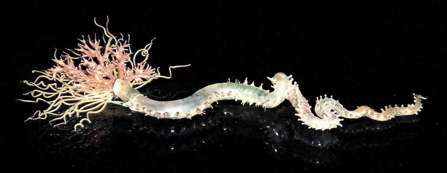 A small sea creature with a long, slender body, and multiple spines on its back, pulling a large crinoid coral with a pinkish-pale body and numerous feathery arms
