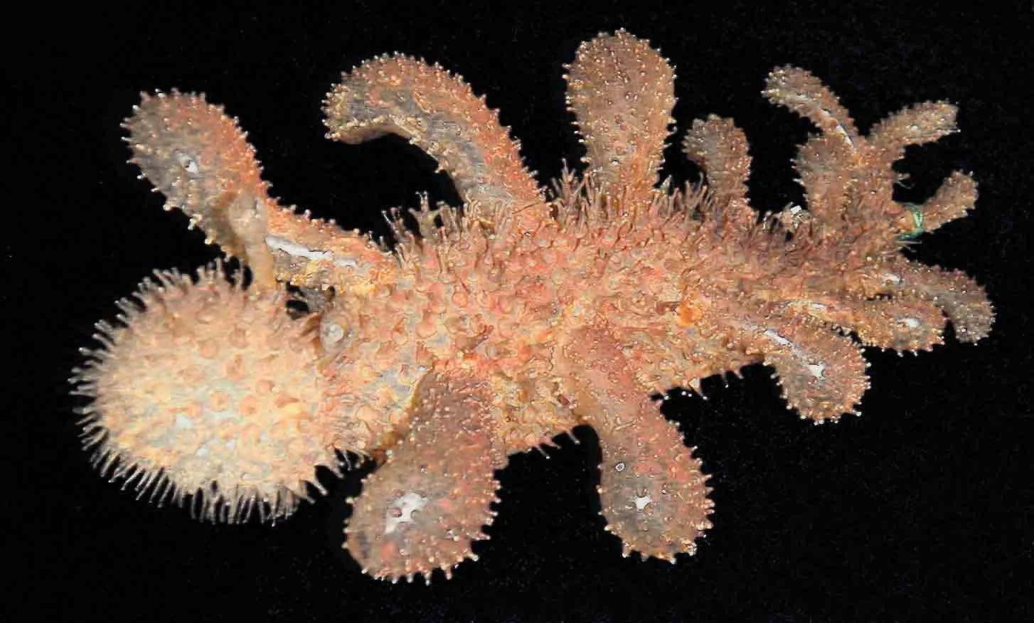 A close-up of a small, orange octopus with textured skin and numerous arms extended outward, against a black background.