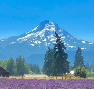 Mount Hood, a glaciated volcano with trees and a purple flower lavender field in the foreground. Photo taken by Luc Gensler.