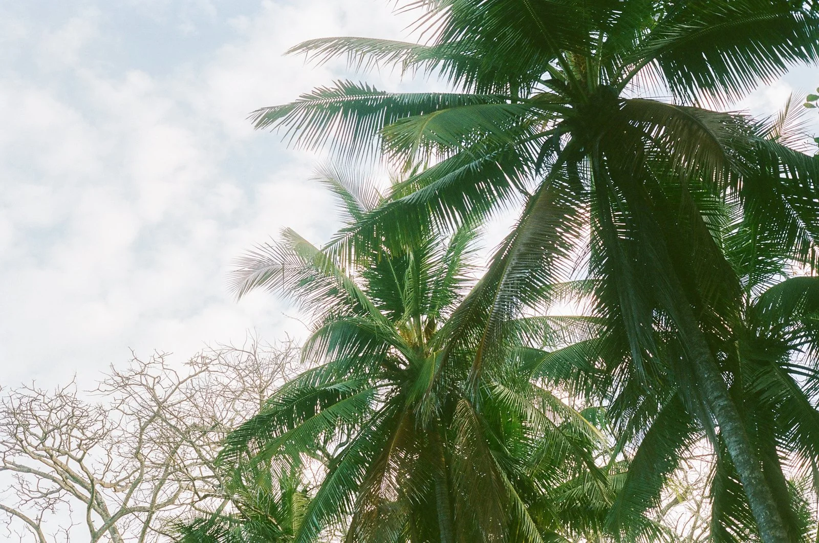 Costa-rica-elopement-wedding-on-film-032-765744_0025.jpg