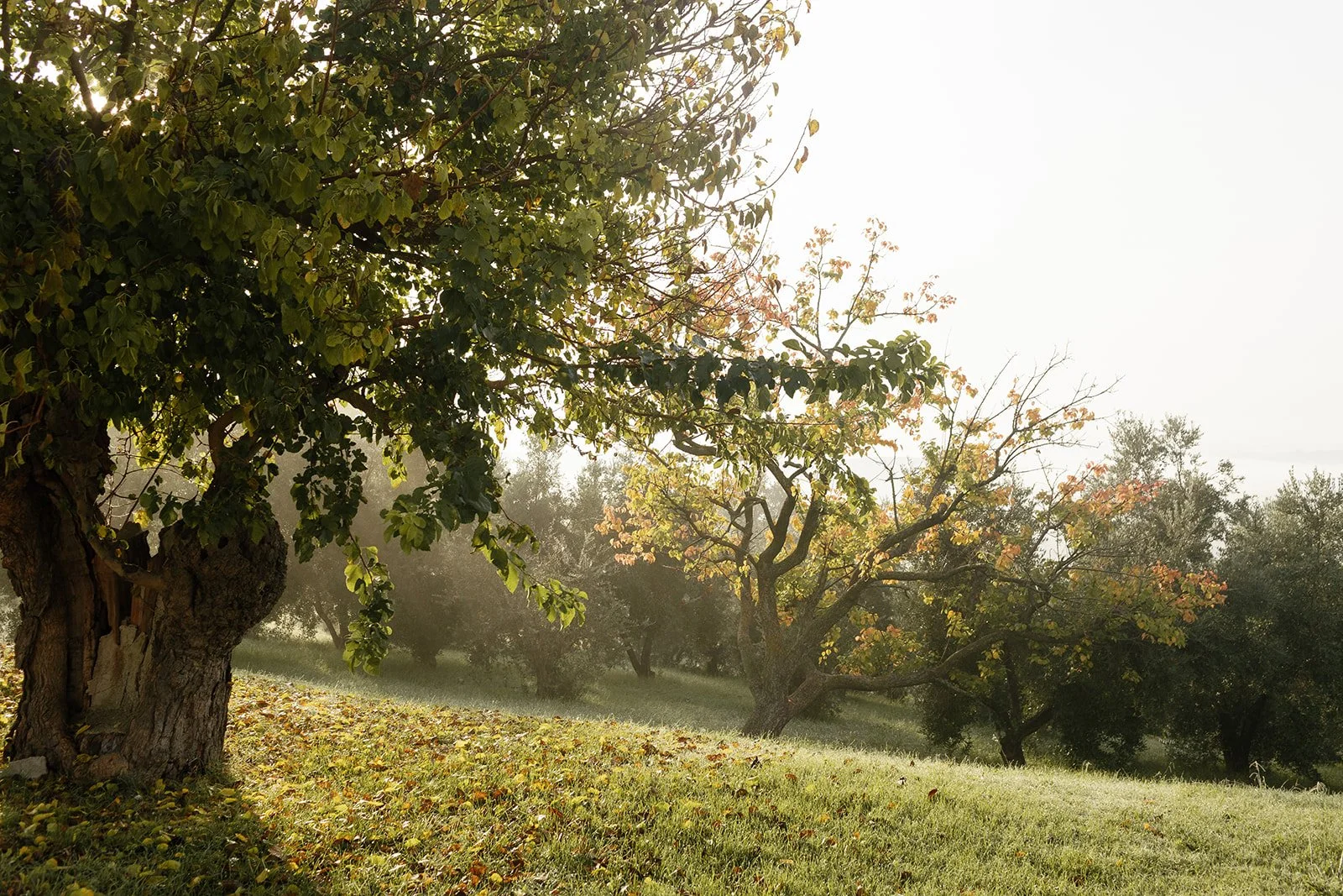 Adriana&Grant-Elopement-Italy-017-R61_8624.jpg