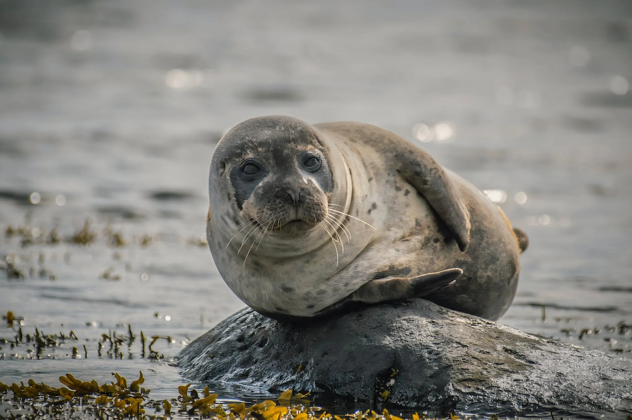 seal.jpeg