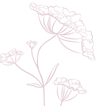 Outline drawing of a flowering plant with multiple clusters of small flowers on thin stems.