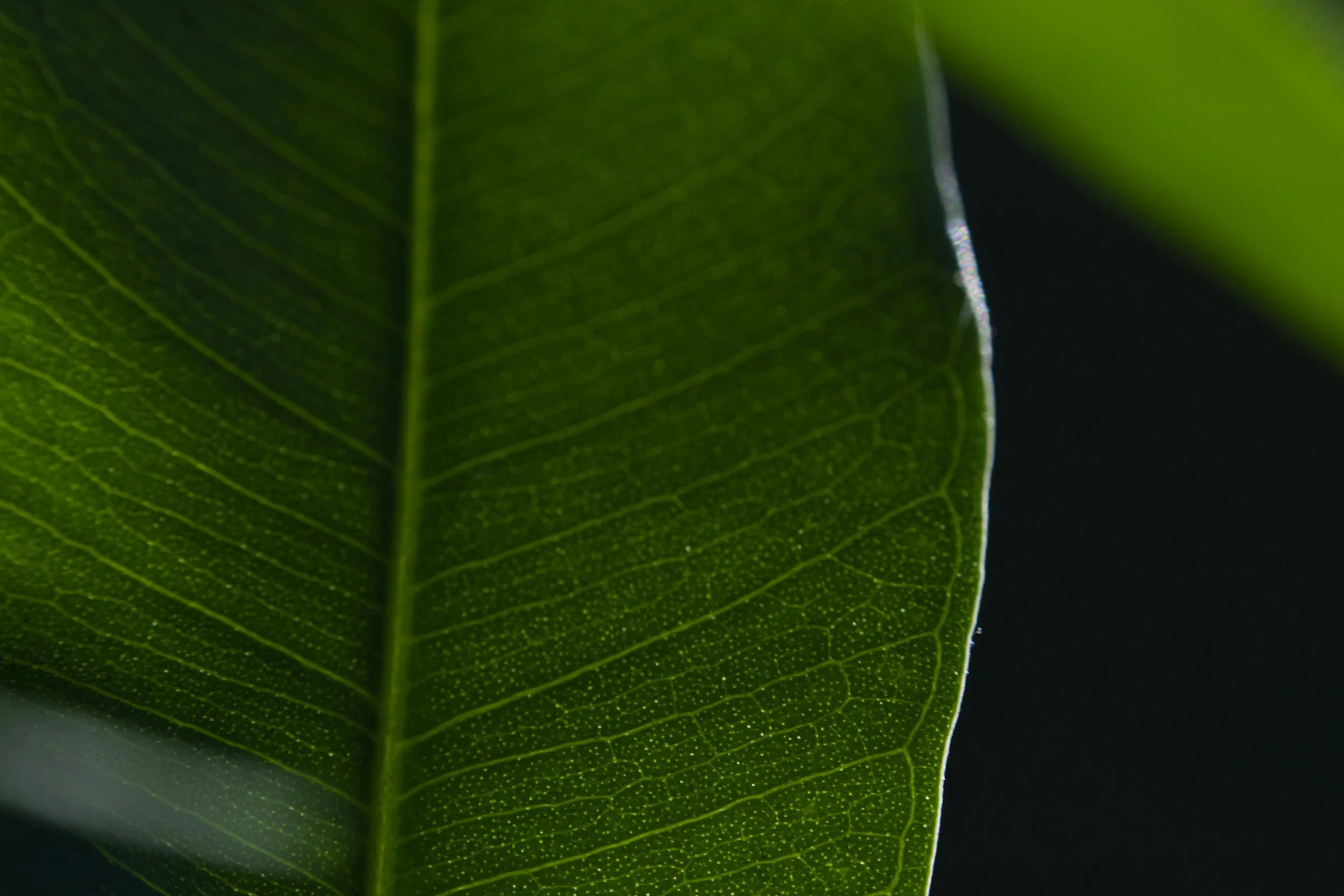 Close-up of a green leaf showing detailed veins and texture against a dark background.
