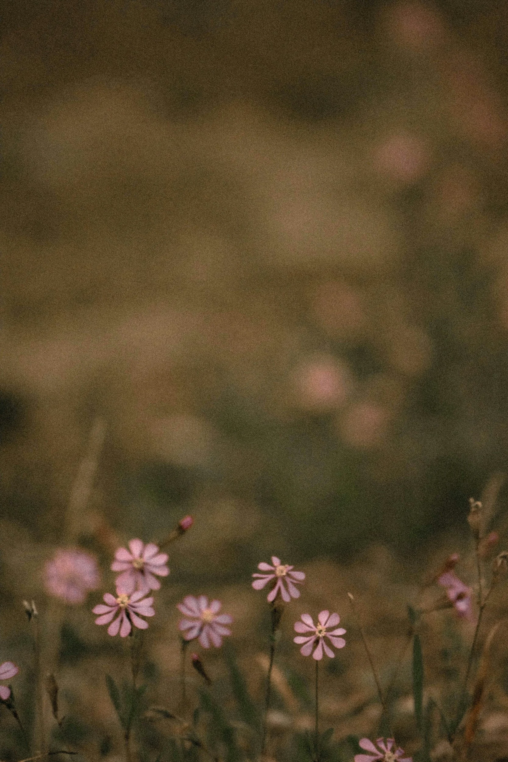 Small pink flowers blooming in a field with a blurred brown background.